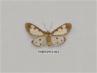 藏品(夜蛾7)的圖片